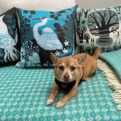 chihuahua dog in front of colourful cushions